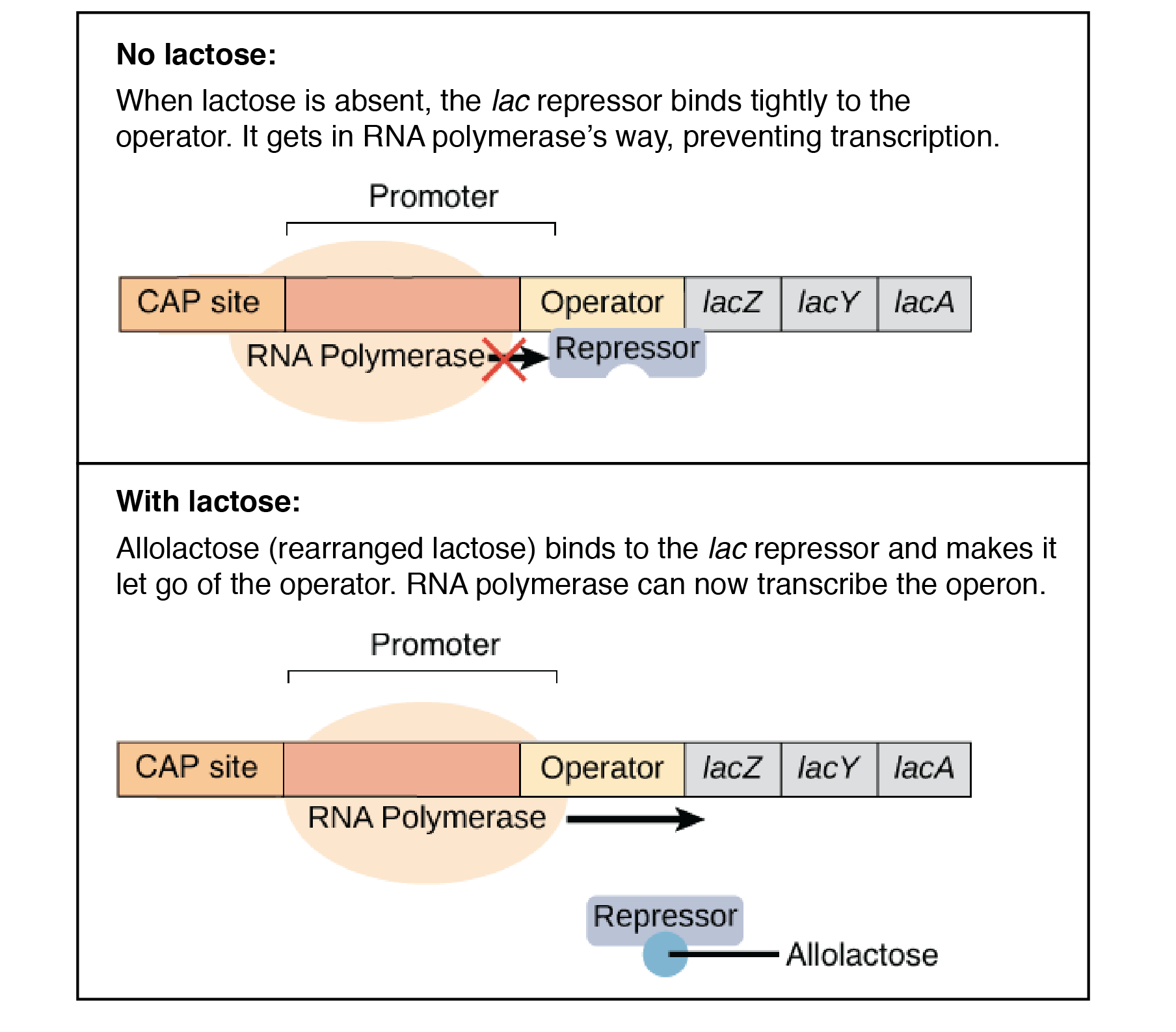 lac operon in presence of lactose and without lactose