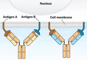antigen_antibody_binding