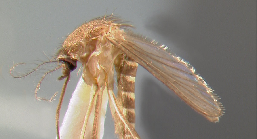 adult-mosquito