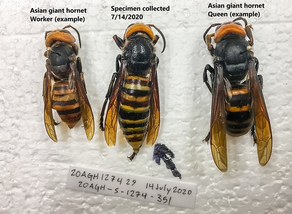 Asian hornet image