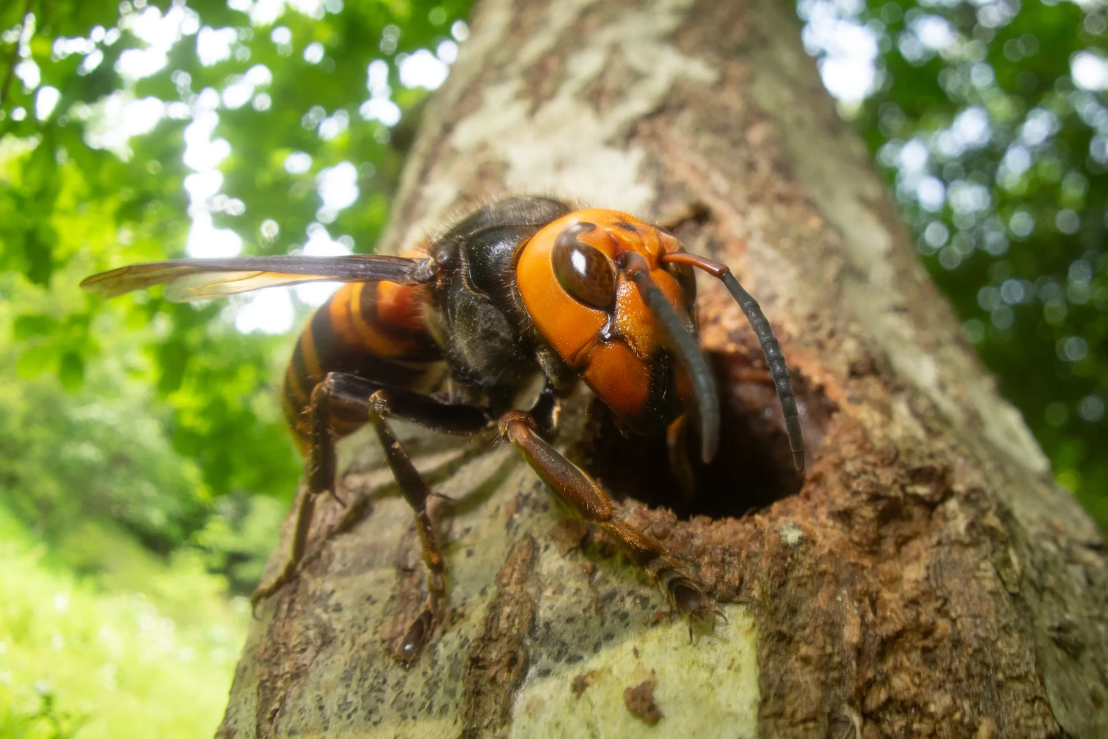 a wasp stinger sitting on top of a tree