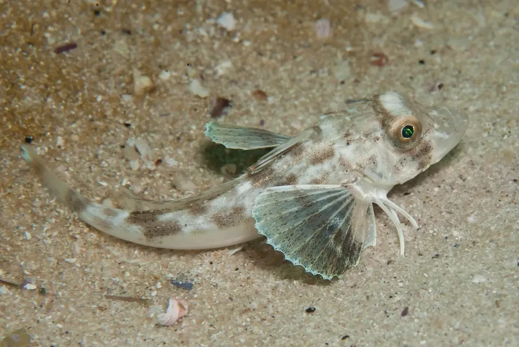 a fish fish with leg in the water