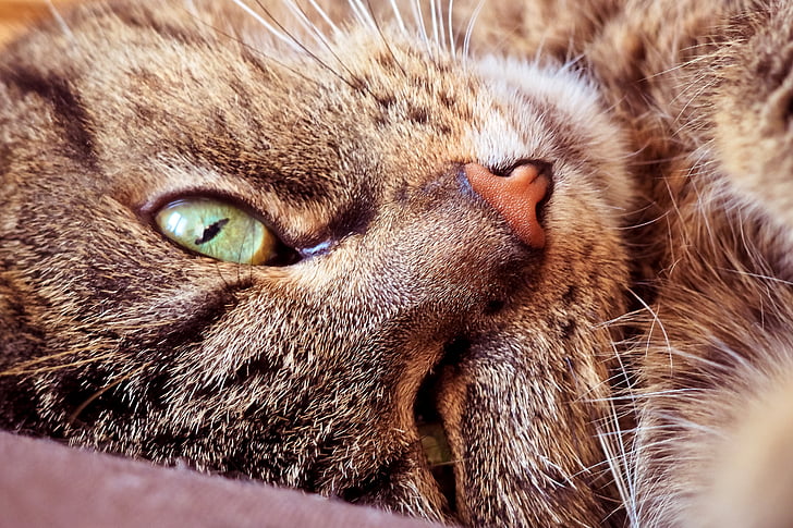sleeping cat