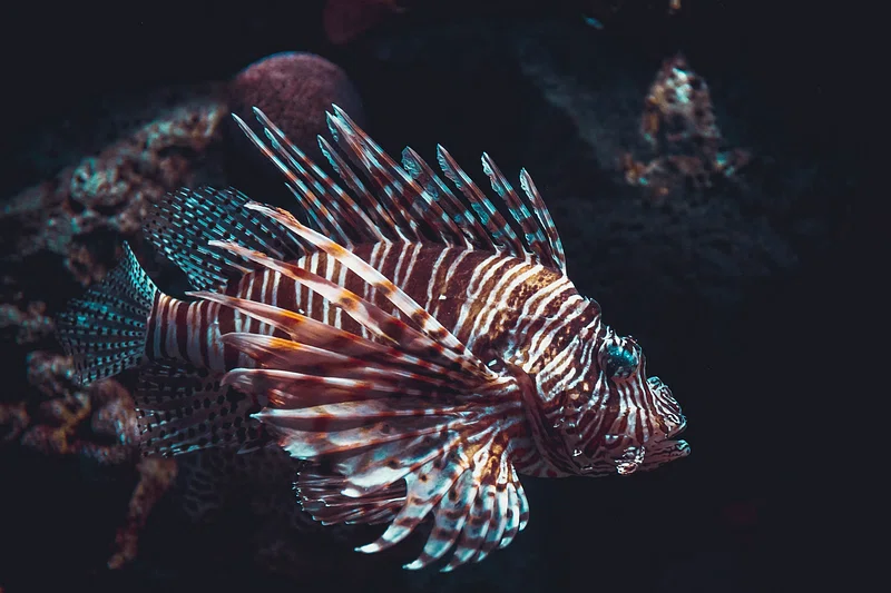 deepsea_fish.jpg