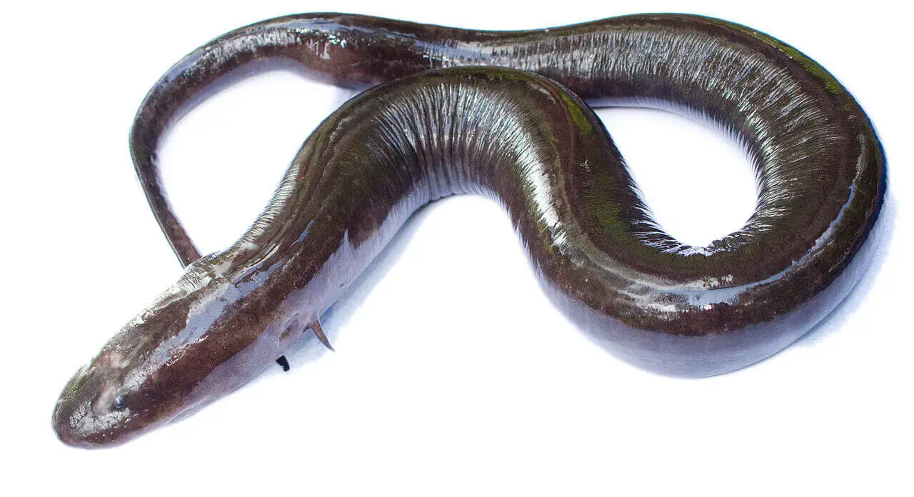 sea eel