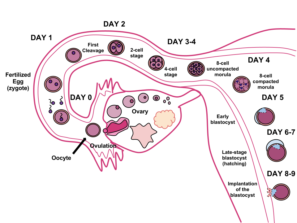 human-fertilization