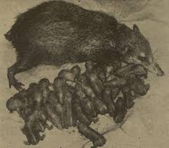 Centetes Ecaudatus: The Remarkable Tailless Tenrec