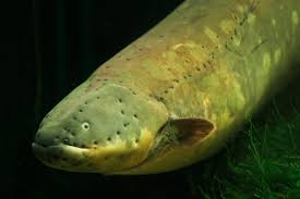 a fish with a fish in the water