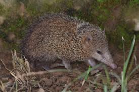 Centetes Ecaudatus: The Remarkable Tailless Tenrec