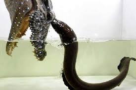 electric eel attack
