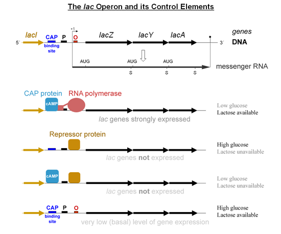 induction lac operon