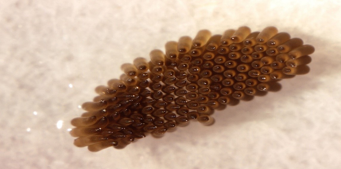 mosquito-egg