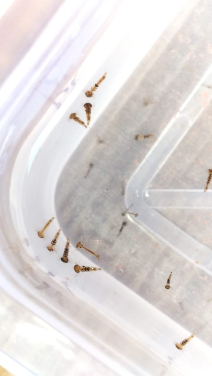 mosquito-larvae
