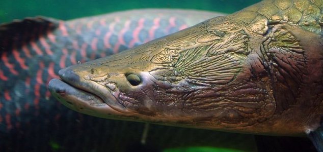 a fish with a fish in the water