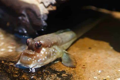 a fish that is sitting on a rock
