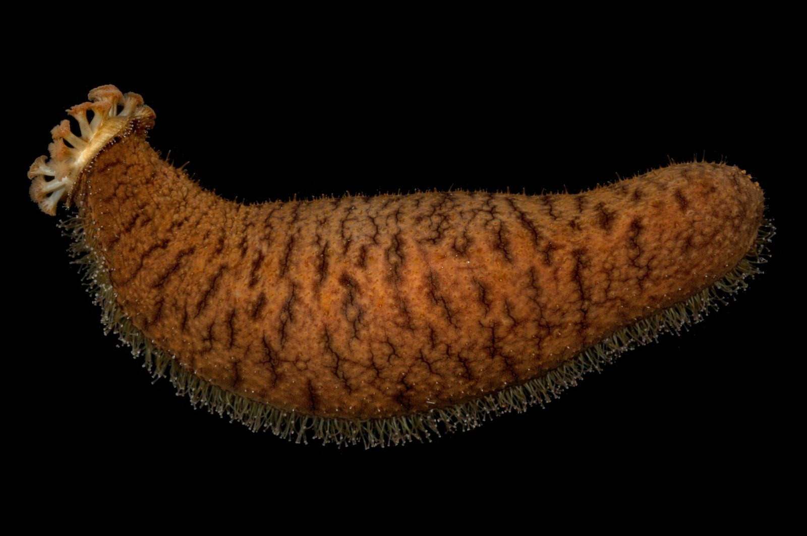 sea cucumber