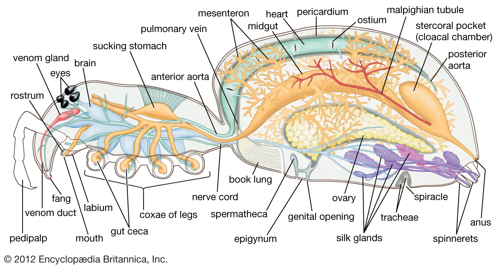 spider nervous system