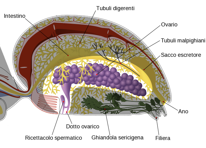 spider reproductive organ