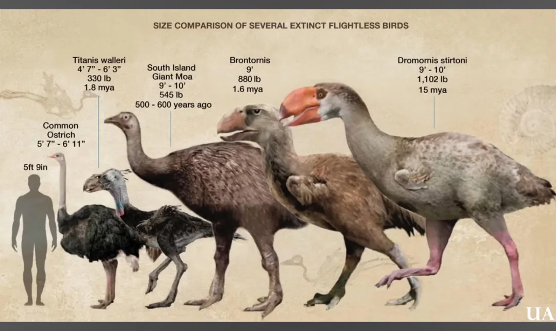 terror birds compared to humans