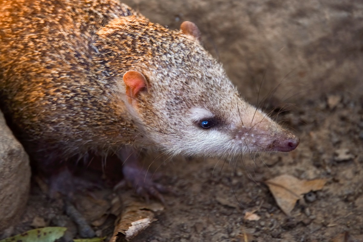 Centetes Ecaudatus: The Remarkable Tailless Tenrec